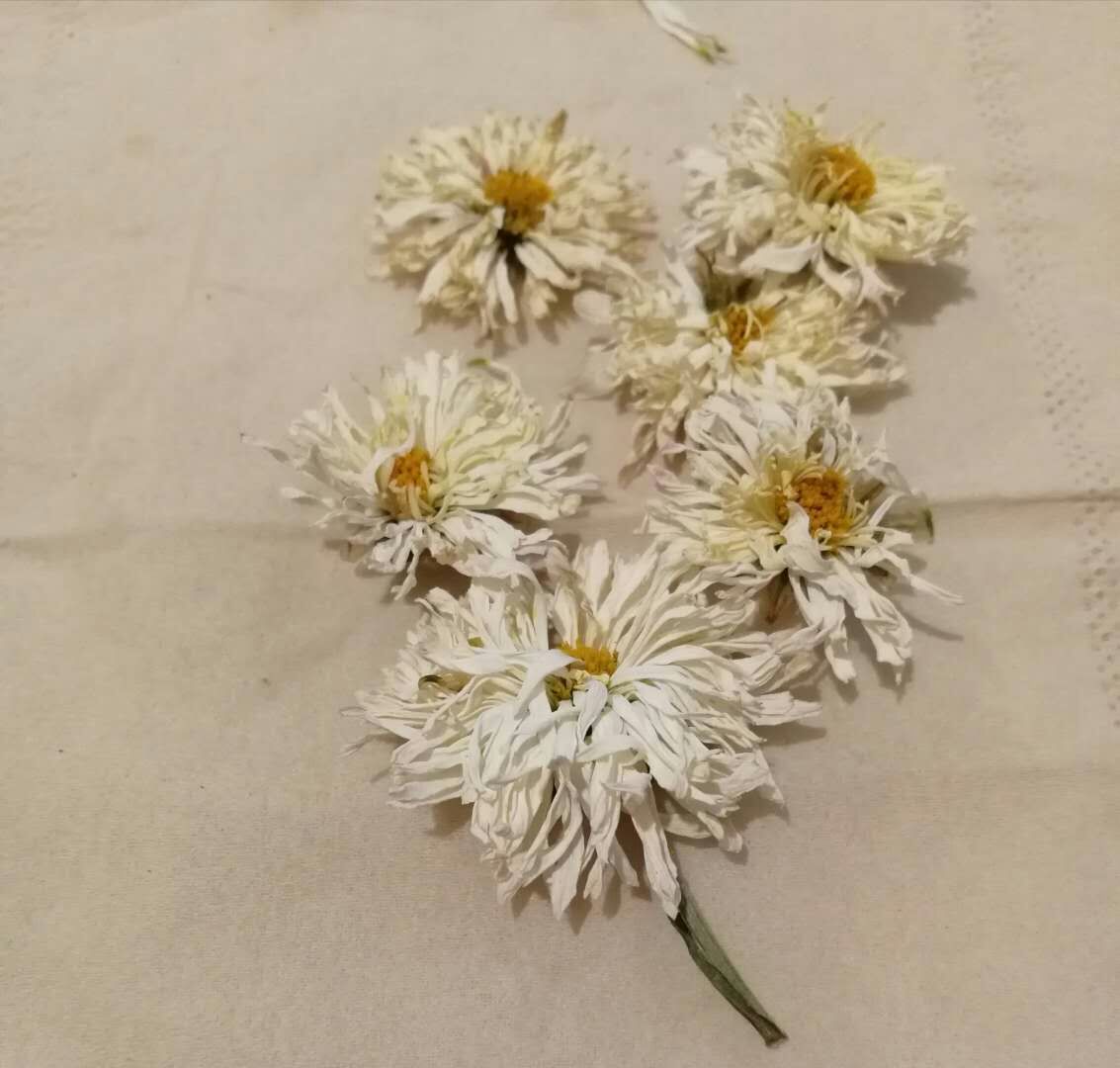 商品菊花的烘干